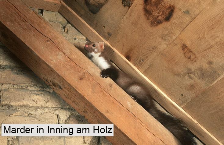 Marder in Inning am Holz